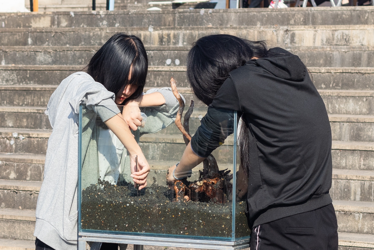 棋牌娱乐
同学共同协作进行水族造景大赛（学通社记者 吴奕彤 摄）